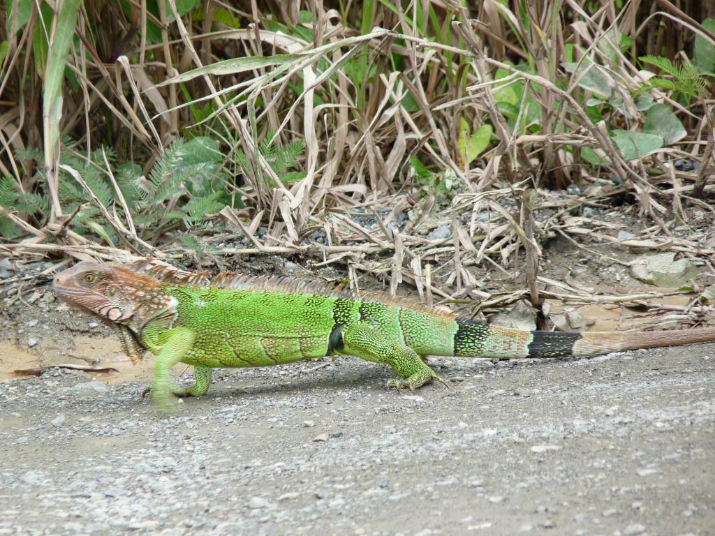 Costa Rica: Wildlife