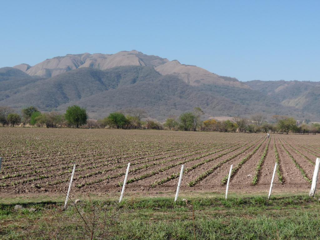 Argentina: Farming in the Chicoana area