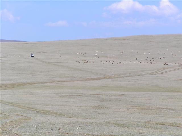 Mongolia: a land without fences!